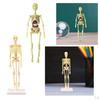 Body Anatomy Model with Looking Bones And Movement for , Children Education