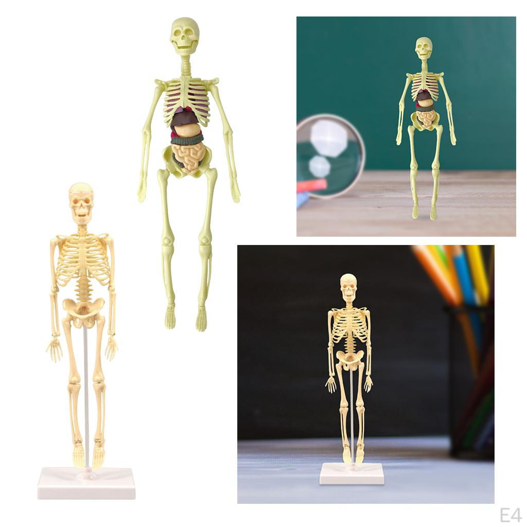 Body Anatomy Model with Looking Bones And Movement for , Children Education