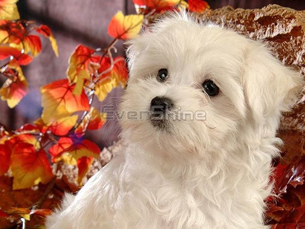Diamond Painting Dog Full Square Round Diamond Výšivka Animal Rhinestones Pictures Crafts Kit