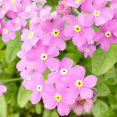 Sementes de miosótis rosa 0,3g -
