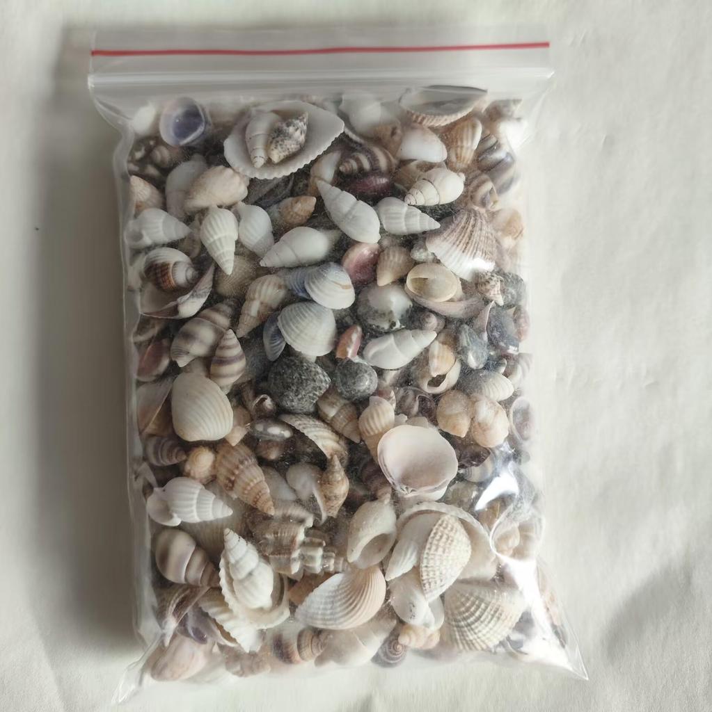 Mini Colorful Seashell Mix (0.5-2CM) In Transparent Storage Jar