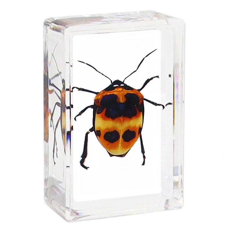 Okazy Owadów: Prawdziwy Pająk, Skorpion, Osa Błotna w Przezroczystej Żywicy do Nauczania i Dekoracji