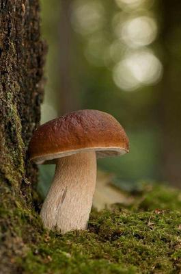 Bordeaux Cep Mycelium - Mushroom Growing Kit