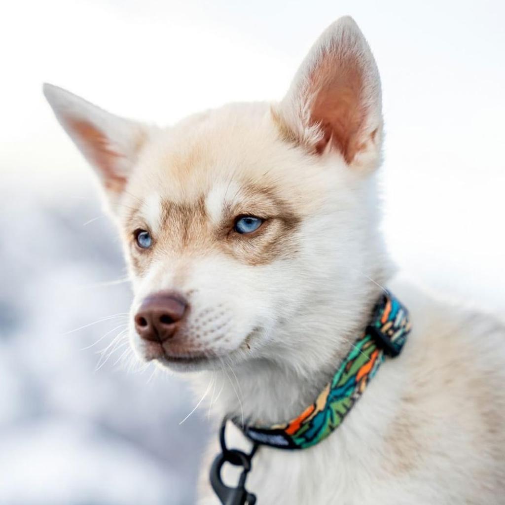 WOLFGANG DigiFloral Collar Wide X Neck Circumference for Small (Small) 1.6cm 20-30cm [Collar Dogs]