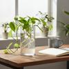 Borosilicate Glass Vase For Hydroponic Plants Straight Cylinder Design Indoor Desktop Decoration