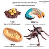 Children's Cognitive Toys: Frog Tadpole Growth Cycle Models
