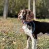Köpek – Köpek bakım ürünleri