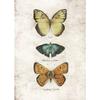 Vintage Butterflies and Moths Insect Studies Specimen Posters Prints Canvas Printing Wall Art Picture for Living Room Home Decor