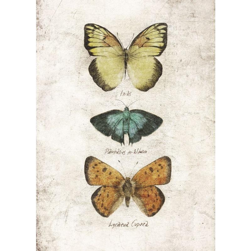 Vintage Butterflies and Moths Insect Studies Specimen Posters Prints Canvas Printing Wall Art Picture for Living Room Home Decor