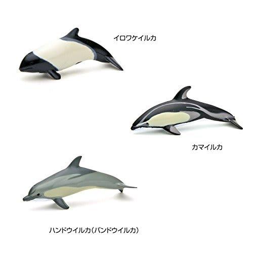Calorata 3D Marine Creatures Encyclopedia (Whales, Dolphins, Sea Otters / 13 Species / Includes Instructions) Realistic Figures (Educational Toy) Birt