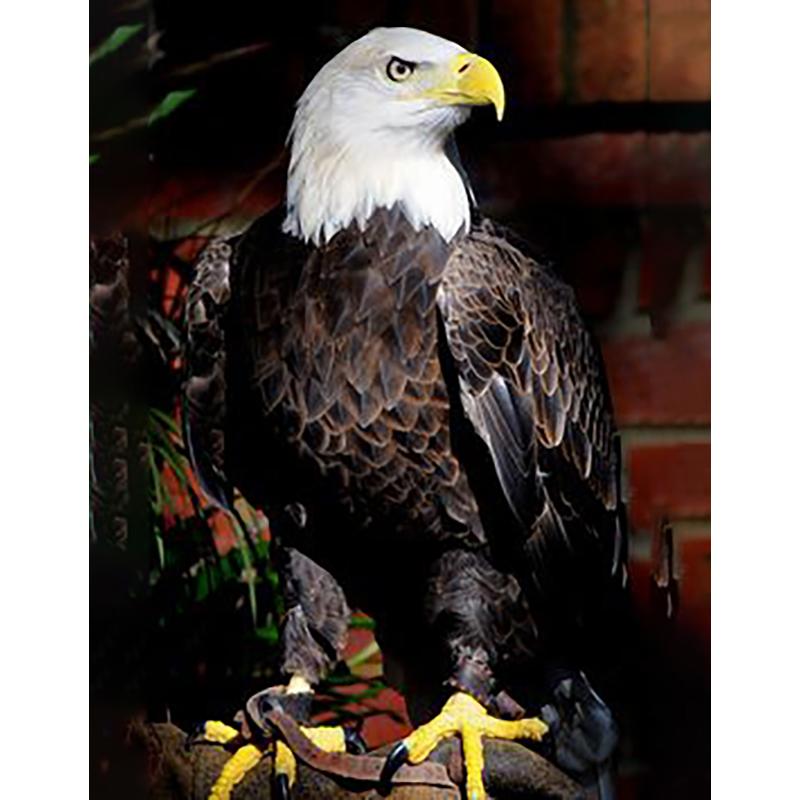 5D Diamond Painting Full Round Drill Owl Eagle Cross Stitch Animals Rhinestones Mosaic Diamond Embroidery Wall Art Home Decor