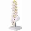 Human lumbar spine model, lumbar spine educational model, spine model, 32cm life-size human lumbar spine model, for education and medical research