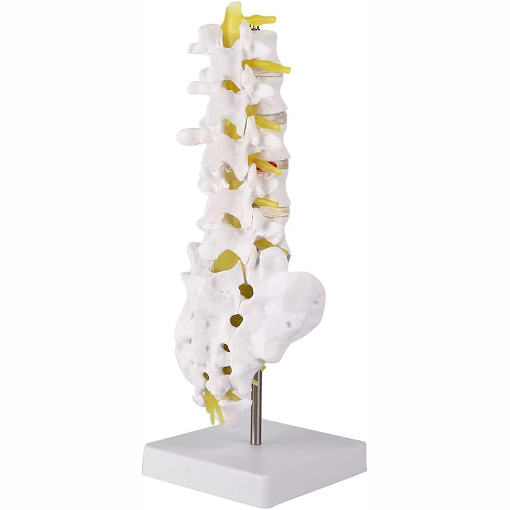 Human lumbar spine model, lumbar spine educational model, spine model, 32cm life-size human lumbar spine model, for education and medical research