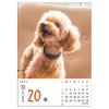 Art Print Japan 2027 Daily Desk Calendar Dog Theme 'Wan-mekuri' Cute Dogs Page-A-Day Tabletop Calendar Paper Steel Spiral Binding