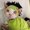 Winter Elastic Cotton Punk Style Cat Hat with Ear Holes Refined Knitted Pet Hat for Sphynx Sphinx Hairless Cats Kitten DevonRex