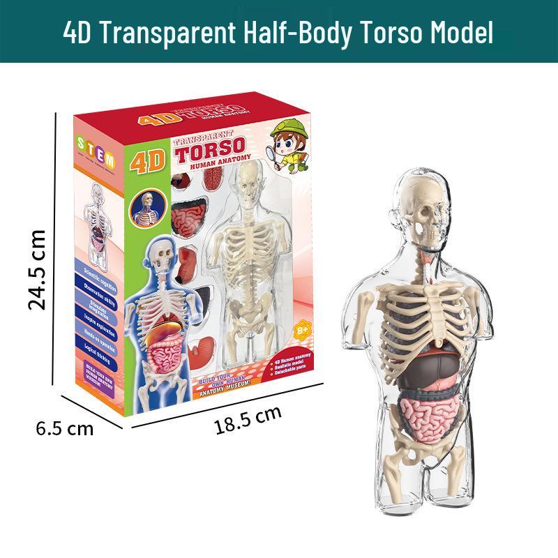 Cross-border Early Education Human Skeleton Model DIY Set for Students