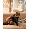 Kedi – Kediler için giyim