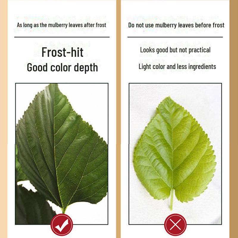 Hanqiaotang Frosted Mulberry Leaf Herbal Tea - Freshly Dried, 120g Can