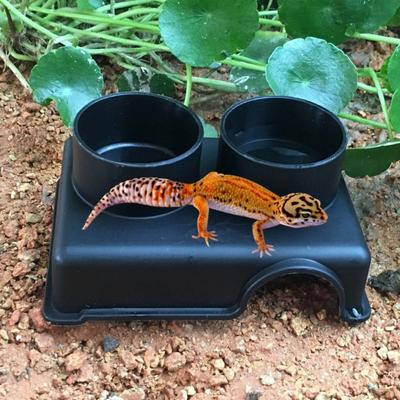 Practical Black Reptile Hide Box Rectangle S/M/L Snake Shelter House Plastic Reptile Caves Lizards