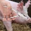Pinza para Marcaje de Oreja de Cerdo de Acero Inoxidable Equipo para Cerdos Animales de Granja (Forma de V)
