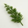 pine needles