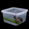 Klar Plast Reptil Levnadslåda Matning Anti-Rymning Ödla Uppfödningslåda Insektsodling Trälevande Reptil Terrarium