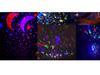 Milky Way Star Night Light: Anti-Glare Bedroom Star Projector & Birthday Gift