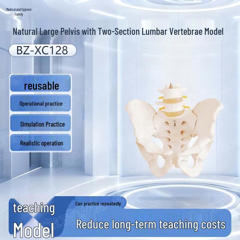 Yibaike Human Pelvis and Lumbar Spine Model