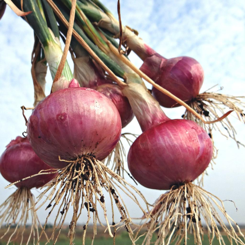 Uienzadenset / 9 populaire variëteiten / biologisch / niet-GMO