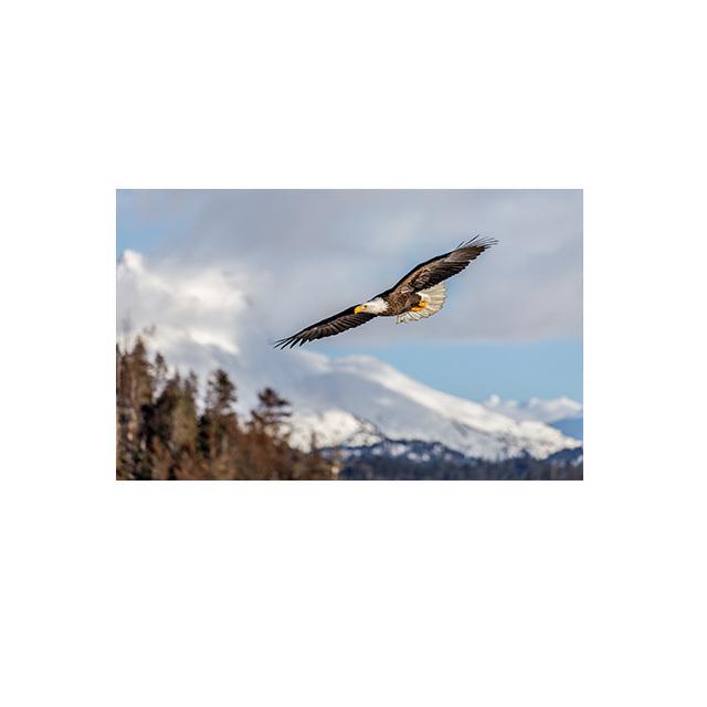Eagle Flying In The Sky Lerretsmaling Nordic Posters and Prints Wall Art Pictures for Cuadros Living Room Home Decor No Frame