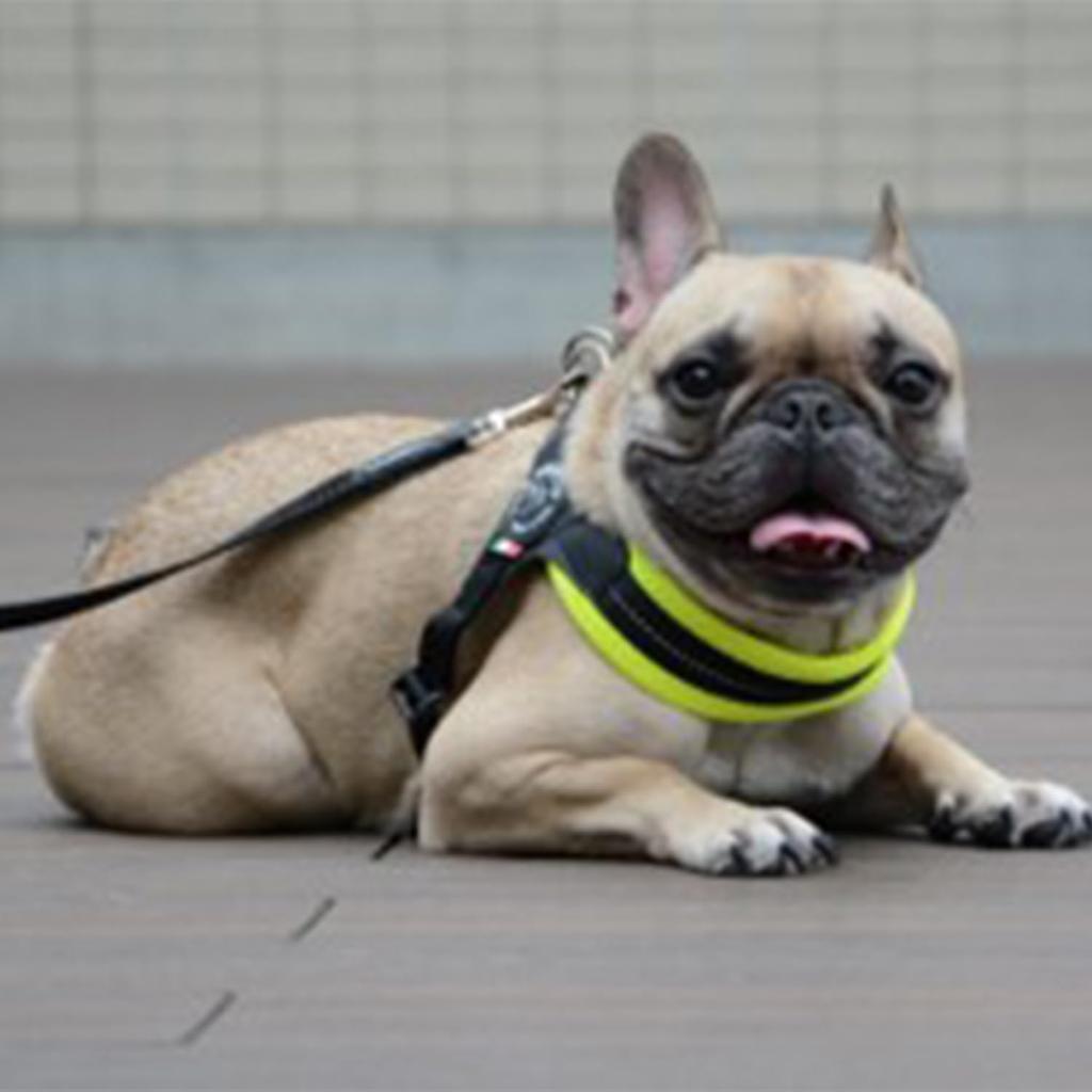 Tre Ponti Fibbia Adjustable Soft Mesh Harness for Dogs, Cushioned and Breathable (LTP123) (Size 1, Black)