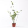 Eco Tank Pottery Jar: Ancient Flow Filtration Ornament for Oxygenating Fish, Courtyard Landscaping, and Fountain Decoration.