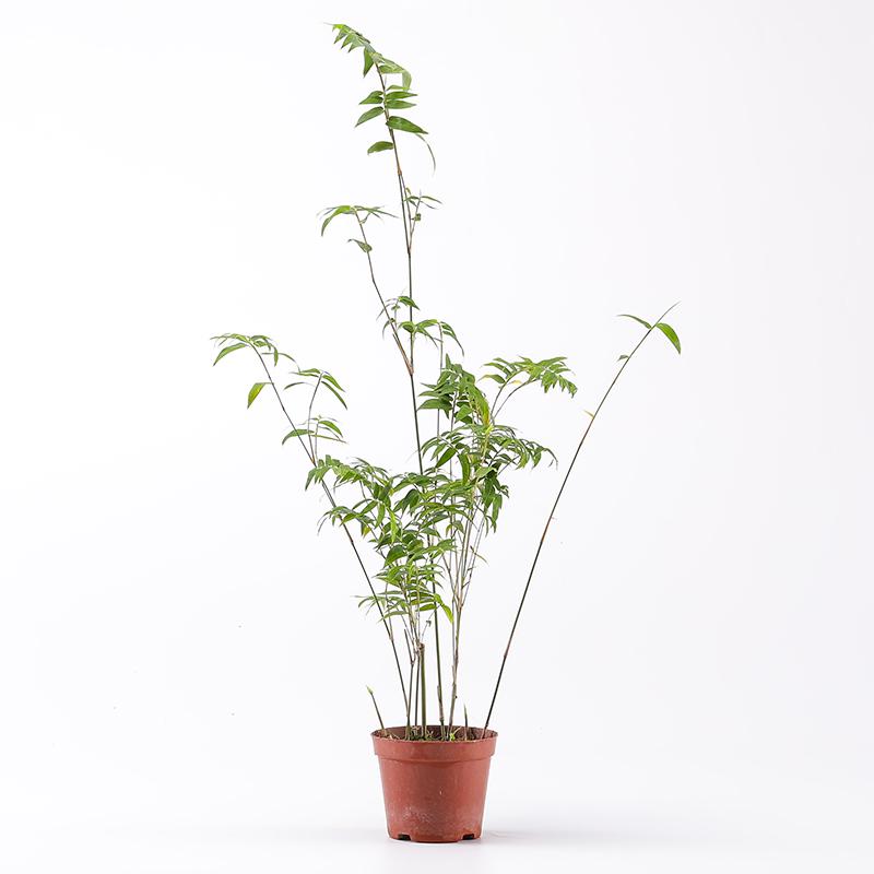 Eco Tank Pottery Jar: Ancient Flow Filtration Ornament for Oxygenating Fish, Courtyard Landscaping, and Fountain Decoration.