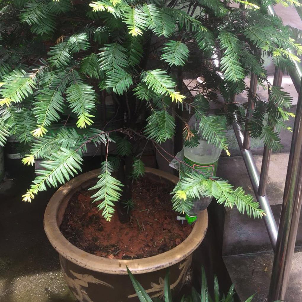 Automatic Watering Spikes Home Garden Flower Pot Self-watering Irrigation