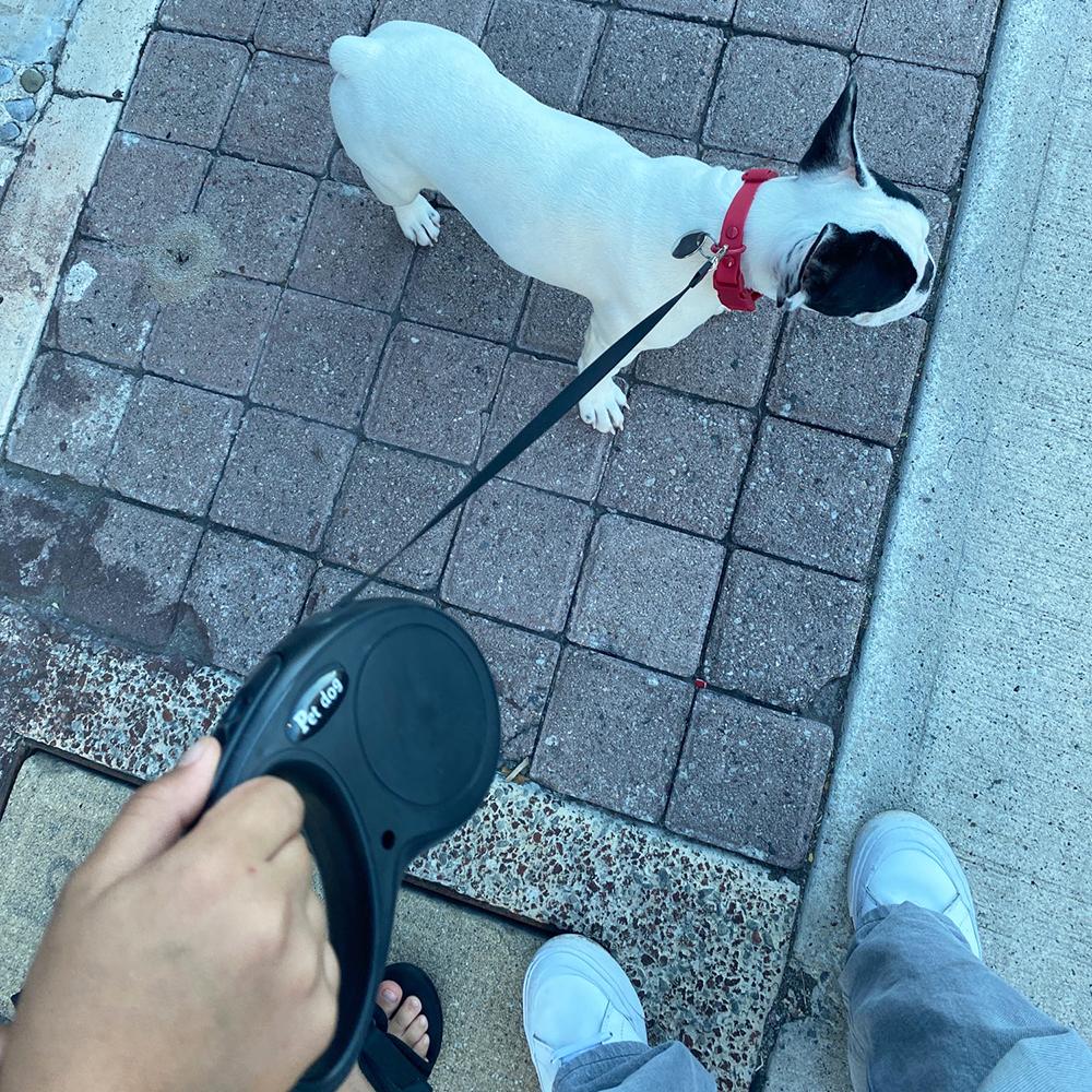 3 m 5 m starkes Nylon-Zugseil für Hunde, kleine und mittelgroße Hunde und Katzen, Spaziergänge im Freien, automatisch einziehbare Welpenleine, Leine, Französische Bulldogge, Haustierbedarf