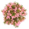 Artificial Aquarium Grass Ball Colorfast Fish Tank Plastic Grass Ball for Aquarium Fish Tank