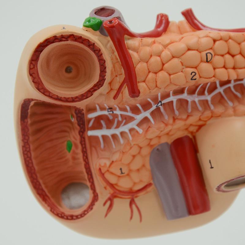 Human Organ Anatomy Model: Liver, Gallbladder, Pancreas, Spleen & Duodenum for Teaching & Science Exhibitions