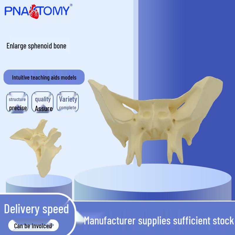 Magnified Human Sphenoid Bone Model - Anatomical Teaching Tool for Medical Study 24x16x11 cm