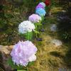 Fairy Hydrangea Light, LED Solar Powered Outdoor Garden Stake Lights  Artificial Hydrangea Flower Light for Path Yard Walkway Patio