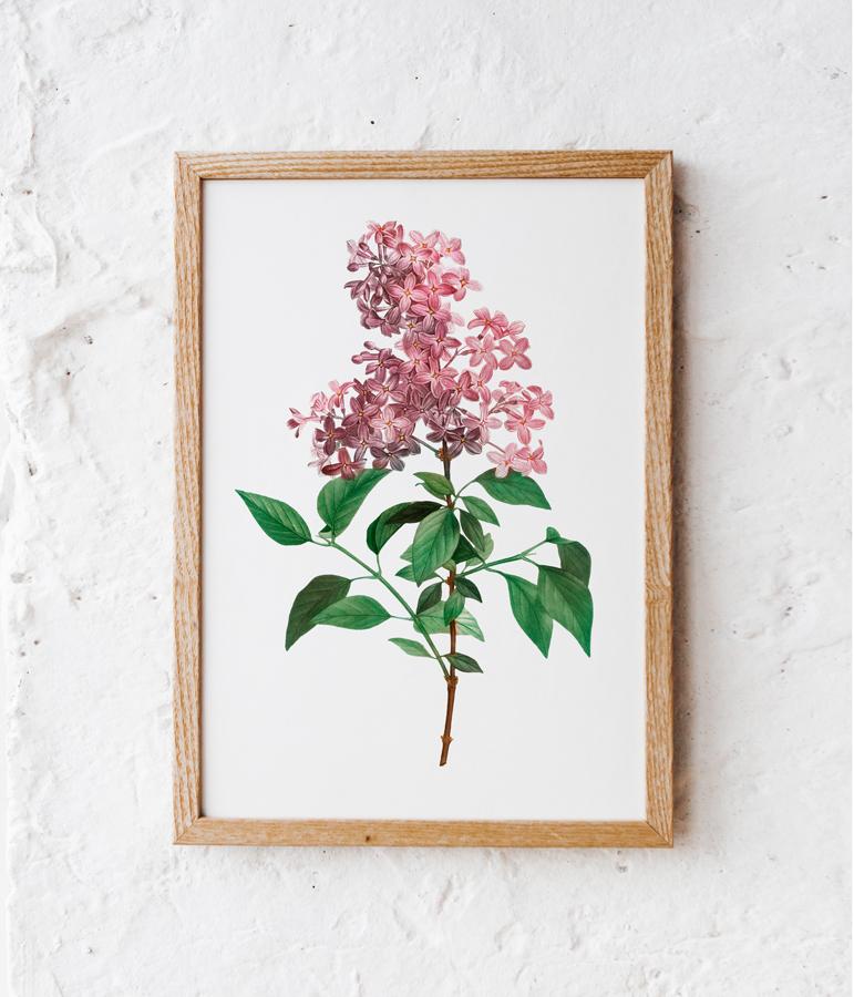 Poster Flower Lilac Plant Vintage