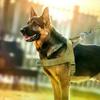 Nylon Durable Dog Harness No Pull Pet Harness with Handle Reflective Training Harness for Small Medium Large Dog German ShepherdPet Leashes