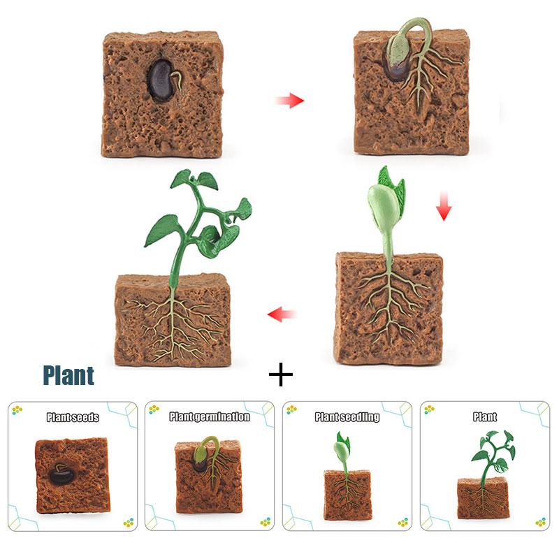 Toys Model Educational Simulated Animal Card Set Insect Plant Growth Cycle Cognitive Montessori Parish Home Open Learning Kids