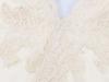 2026 Spring Lace Silk Satin Jumpsuit: European-American Style