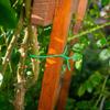KADAX TPR Plant Twist Band 8m green