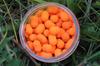 Method/feeder fluo pop-up micro chunks czerwony kryl