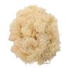 Tokyodo Preserved Flower Finland Moss (25g) #Soft Yellow FD004556-041