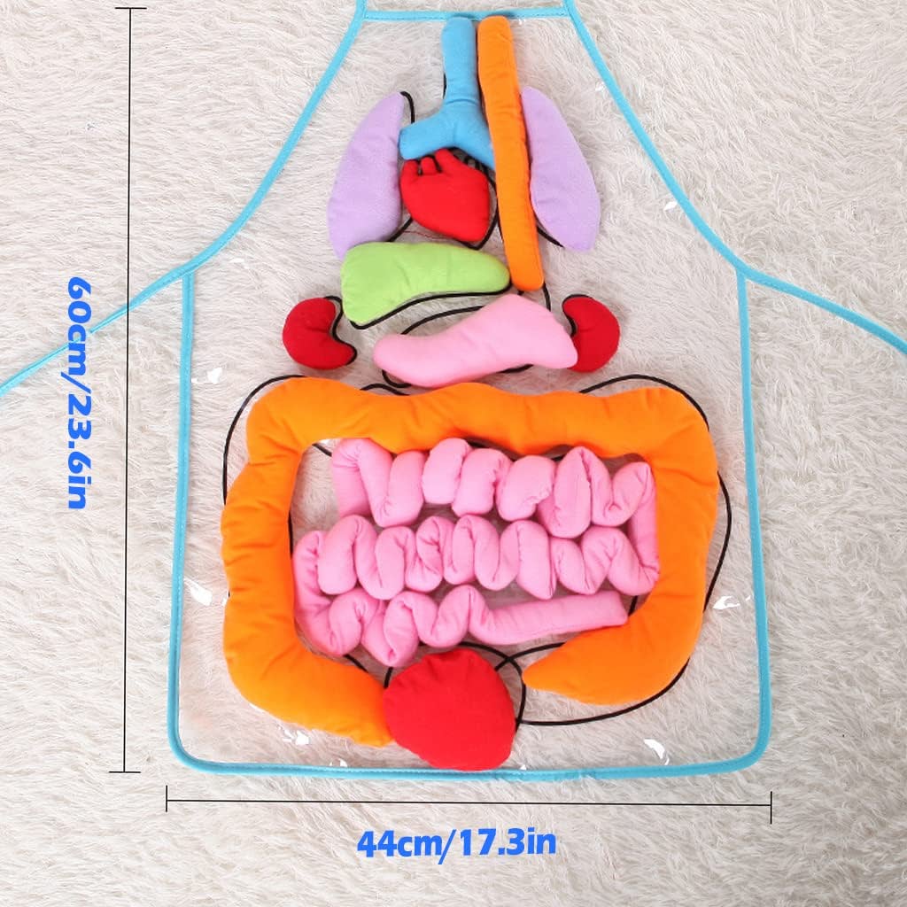 3D Organ Apron,  Anatomy Apron Human Body Organs Awareness Educational Toy for Home Preschool Teaching Aid