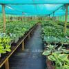 Permeable Weed Barrier Fabric for Garden, Slope Protection & Greenhouse Cover