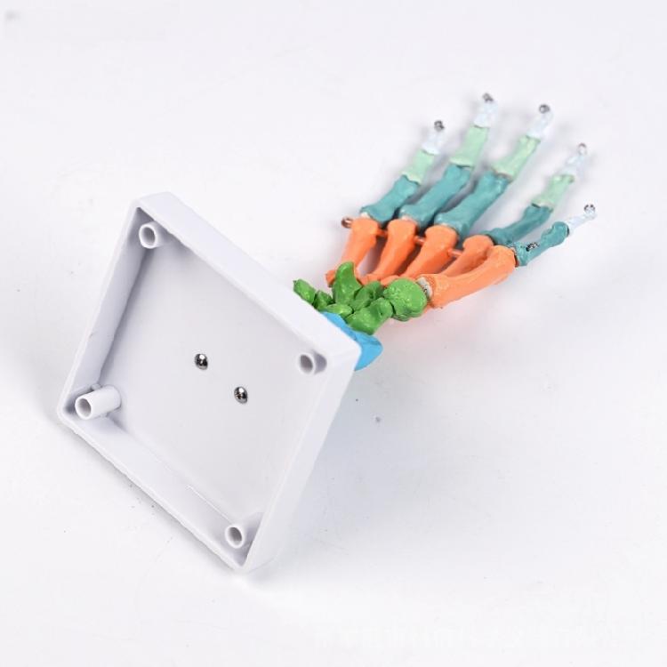 Anatomical Human Hand Bone Model with Movable Joints Color Coded Hand Bone Skeleton Model for Teaching Demonstration