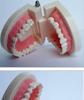 Human Tooth Anatomy Model for Teaching and Simulation - Detachable Denture Mold